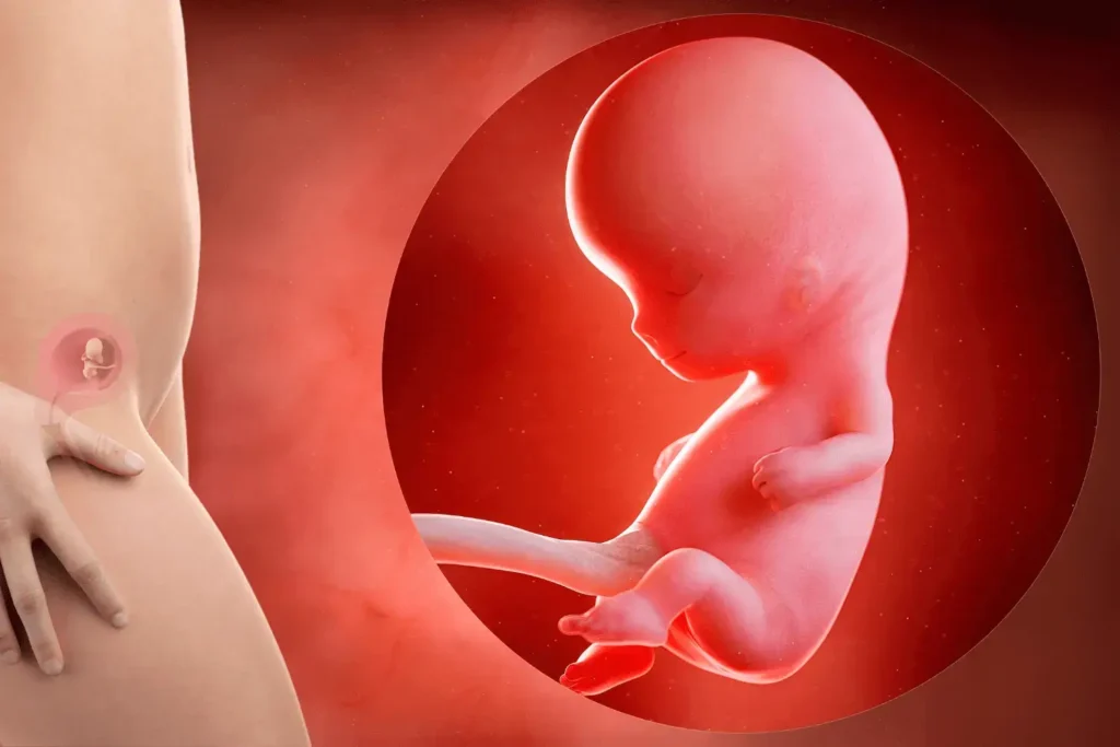 10 نمو الجنين في الأسبوع العاشر من الحمل
