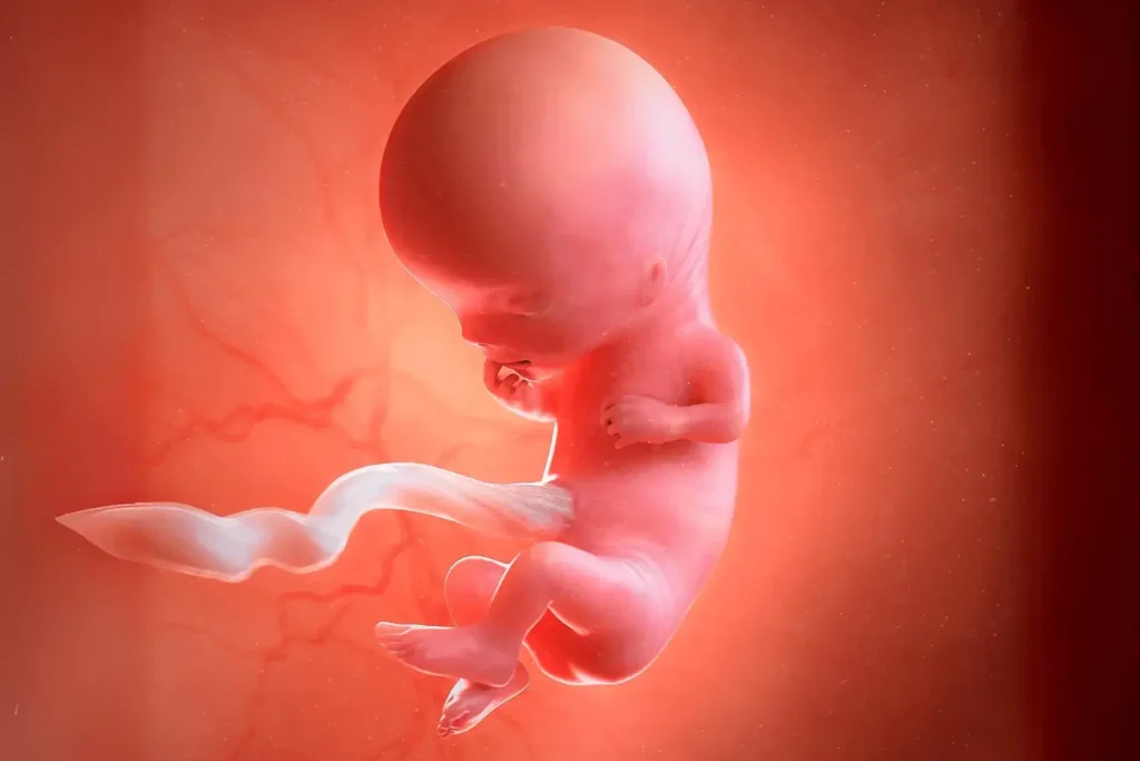 11 نمو الجنين في الأسبوع الحادي عشر من الحمل