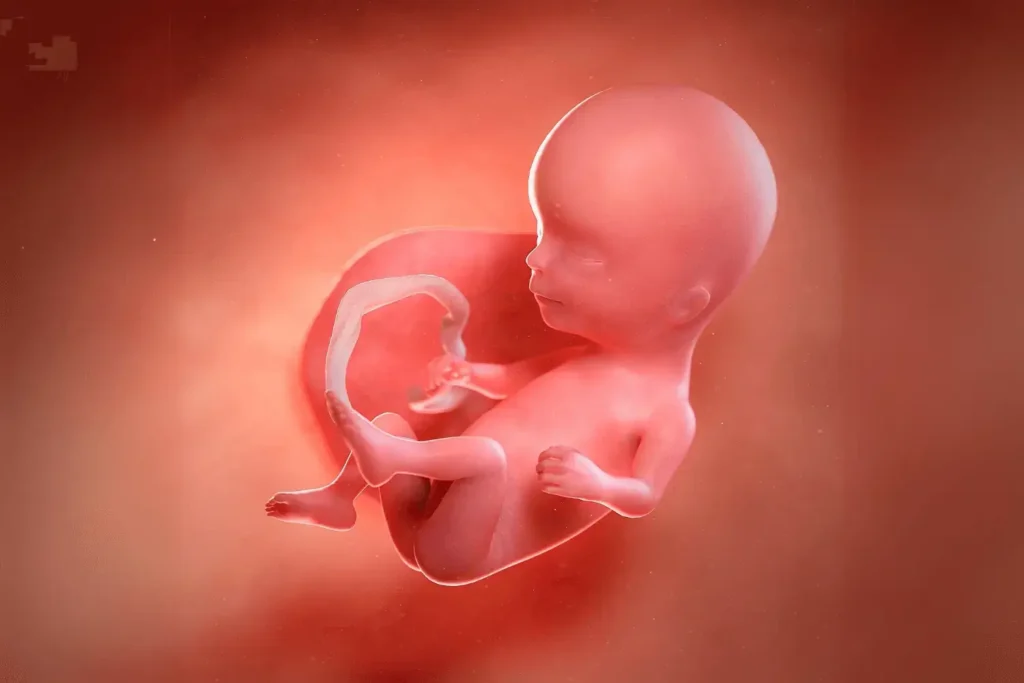 14 نمو الجنين في الأسبوع الرابع عشر الشهر الرابع من الحمل